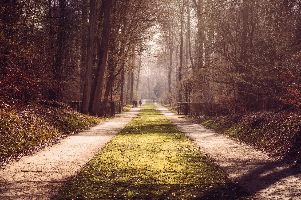 trees, park, forest